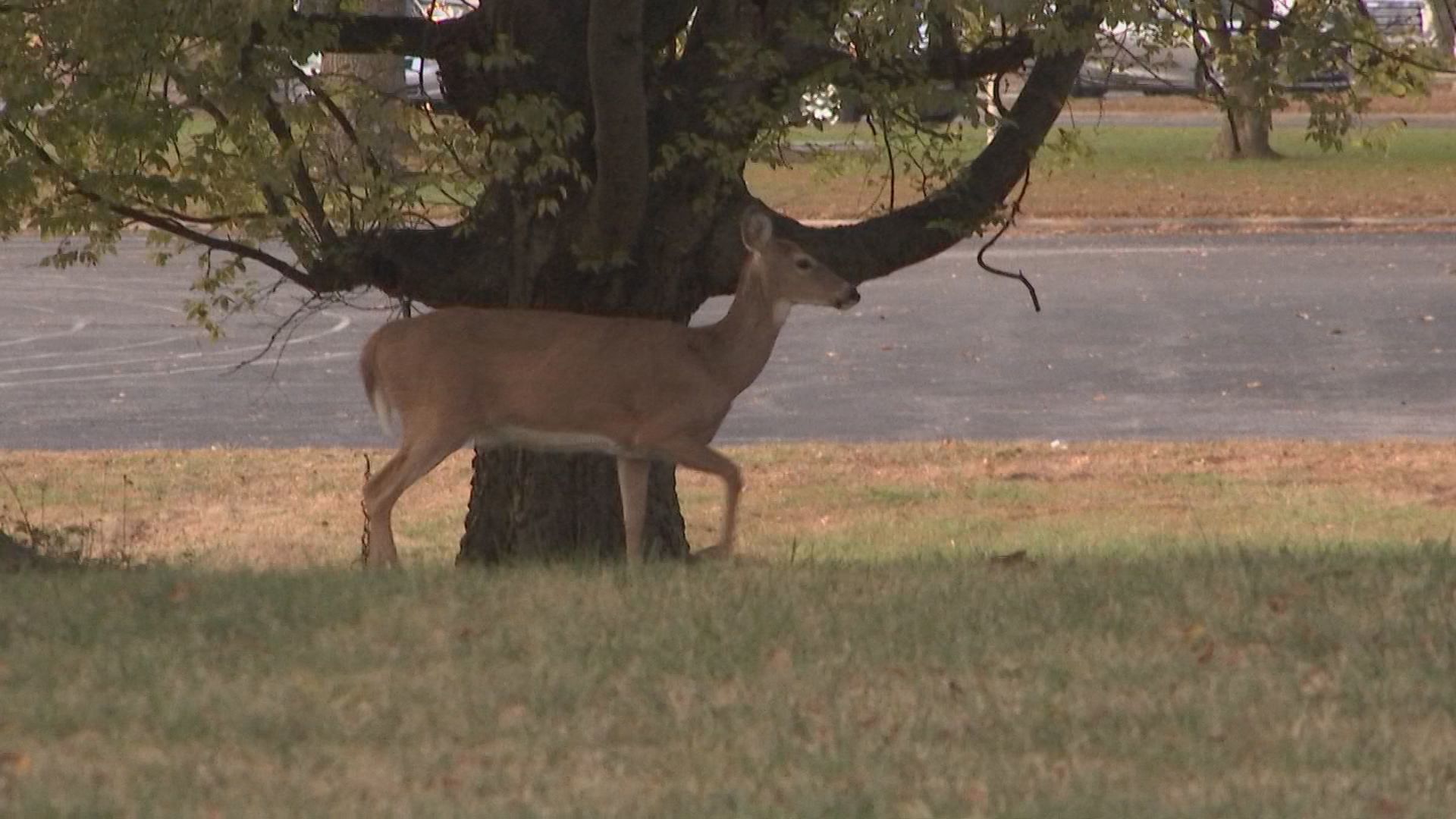 Deer hunting safety tips